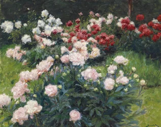 Pivoines